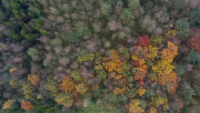 Skov nær Tarm anlæg, efterår